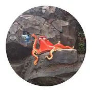 なごみの画像