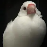 クムクム