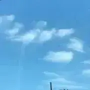 とうにゃんの画像