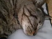 UMITAMAの画像
