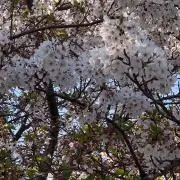 がまねこの画像