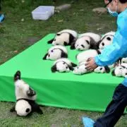 sjの画像