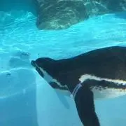 クルトン