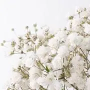 chihiroの画像