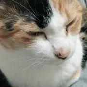 たんやんの画像