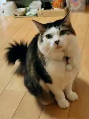 アザムの画像