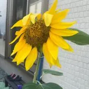 ゆいなの画像