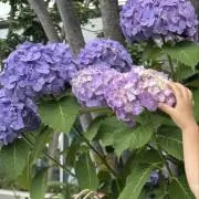 Juliaの画像