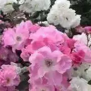BB  説明欄　プロフ必見お願い致しますの画像