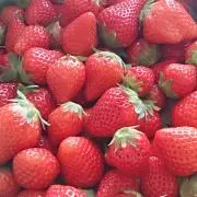 さくら (プロフ要確認)