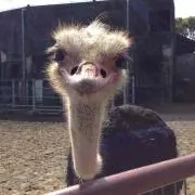 y.mama