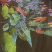 みかんの画像