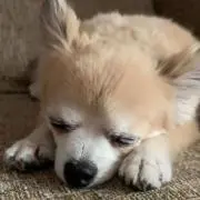 ミミの画像