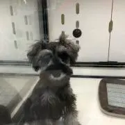 あんちゃん
