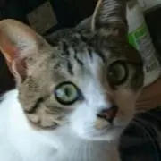 エメの画像