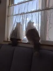 ブーチョン