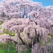 sakuraの画像