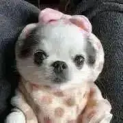 ちゃんまんzの画像