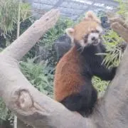 のらいぬの画像