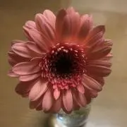 sataの画像
