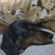 shinの画像