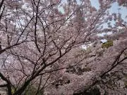 じーのの画像
