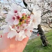 マリ