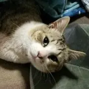 SHOちゃん
