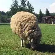 ひつじの画像