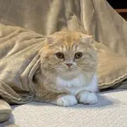 くましまの画像