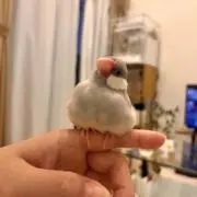 シル