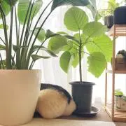 sknの画像