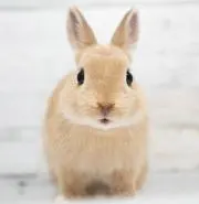 ぴーたー(購入は先にプロフ確認願います)