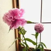 ゆみちゃんの画像