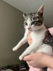 Viviの画像