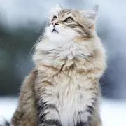 たまお