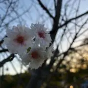 key_mamaの画像