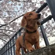 のぎの画像