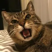 たけとらこ