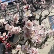 ♫SAKURA♫の画像