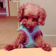 めぐ