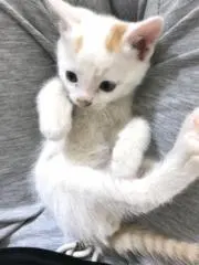 なまず