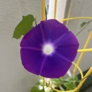 おゆきの画像
