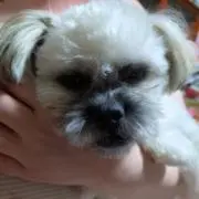 ヨシケン