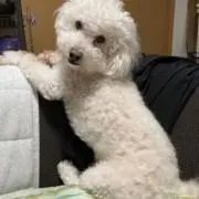 ぶるすけ