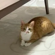 ムエタツの画像