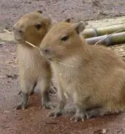 kapi
