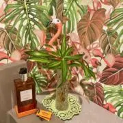 CKの画像