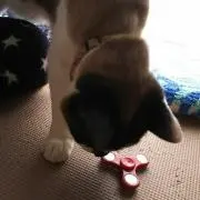 翔にゃんの画像