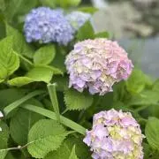 るる　発送再開しましたの画像
